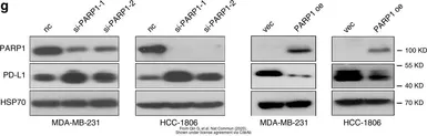 Anti-PD-L1 antibody used in Western Blot (WB). GTX31308