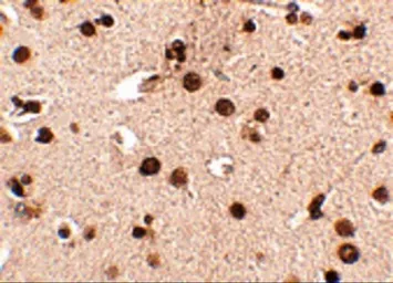 Anti-RIMS3 antibody used in IHC (Paraffin sections) (IHC-P). GTX31334