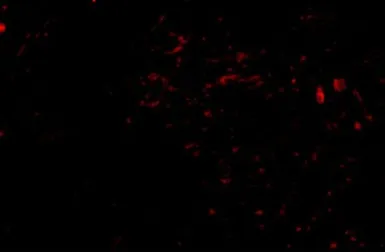 Anti-SIRT2 antibody used in IHC (Paraffin sections) (IHC-P). GTX31336
