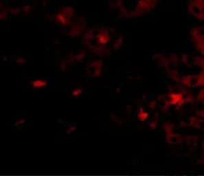 Anti-OTUD5 antibody used in IHC (Paraffin sections) (IHC-P). GTX31361