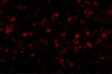 Anti-MC4 Receptor antibody used in IHC (Paraffin sections) (IHC-P). GTX31382