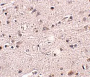 Anti-MC4 Receptor antibody used in IHC (Paraffin sections) (IHC-P). GTX31382