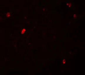 Anti-FBXL16 antibody used in IHC (Paraffin sections) (IHC-P). GTX31424