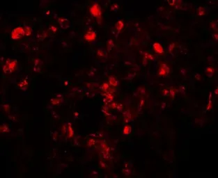 Anti-Translin antibody used in IHC (Paraffin sections) (IHC-P). GTX31440