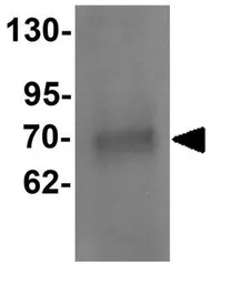 Anti-ATAD3A antibody used in Western Blot (WB). GTX31444