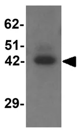Anti-TMEM59L antibody used in Western Blot (WB). GTX31449