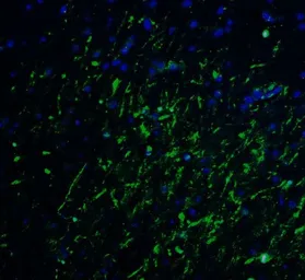 Anti-LMX1A antibody used in IHC (Paraffin sections) (IHC-P). GTX31507