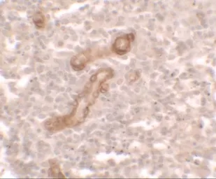 Anti-PRKCDBP antibody used in IHC (Paraffin sections) (IHC-P). GTX31530