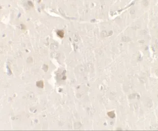 Anti-CISD2 antibody used in IHC (Paraffin sections) (IHC-P). GTX31533