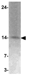 Anti-TIAF1 antibody used in Western Blot (WB). GTX31535