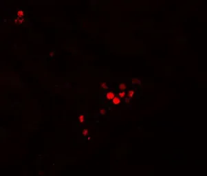Anti-GBP5 antibody used in IHC (Paraffin sections) (IHC-P). GTX31537