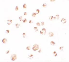 Anti-TIF1 alpha antibody used in Immunocytochemistry/ Immunofluorescence (ICC/IF). GTX31544