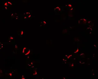 Anti-TIF1 alpha antibody used in Immunocytochemistry/ Immunofluorescence (ICC/IF). GTX31544