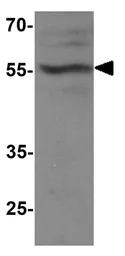 Anti-TBX21 antibody used in Western Blot (WB). GTX31554