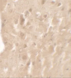 Anti-AIMP1 antibody used in IHC (Paraffin sections) (IHC-P). GTX31557