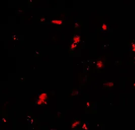 Anti-GRK6 antibody used in IHC (Paraffin sections) (IHC-P). GTX31564