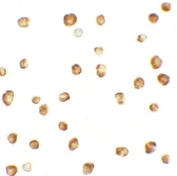 Anti-OASL antibody used in Immunocytochemistry/ Immunofluorescence (ICC/IF). GTX31572