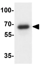 Anti-OASL antibody used in Western Blot (WB). GTX31572