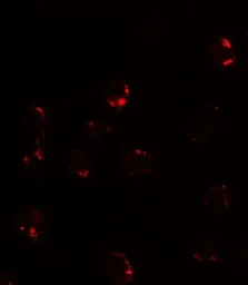 Anti-FKBP12 antibody used in Immunocytochemistry/ Immunofluorescence (ICC/IF). GTX31576