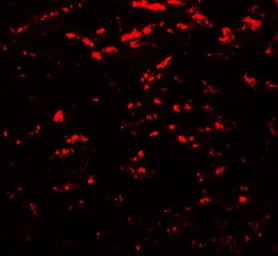 Anti-GABARAPL2 antibody used in IHC (Paraffin sections) (IHC-P). GTX31584