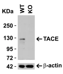 Anti-ADAM17 antibody used in Western Blot (WB). GTX31632