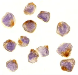 Anti-ASK1 antibody used in Immunocytochemistry/ Immunofluorescence (ICC/IF). GTX31637