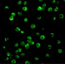 Anti-Survivin antibody used in Immunocytochemistry/ Immunofluorescence (ICC/IF). GTX31652