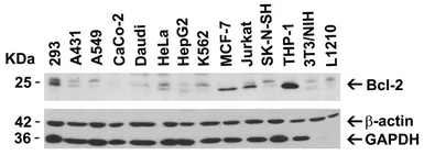 Anti-Bcl-2 antibody used in Western Blot (WB). GTX31686