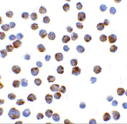 Anti-Bim antibody used in Immunocytochemistry/ Immunofluorescence (ICC/IF). GTX31697