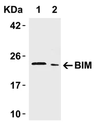 Anti-Bim antibody used in Western Blot (WB). GTX31697