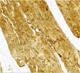 Anti-Caspase 7 antibody used in IHC (Paraffin sections) (IHC-P). GTX31704