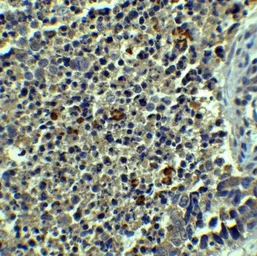 Anti-Beclin 1 antibody used in IHC (Paraffin sections) (IHC-P). GTX31722