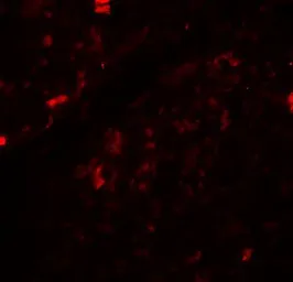 Anti-Beclin 1 antibody used in IHC (Paraffin sections) (IHC-P). GTX31722