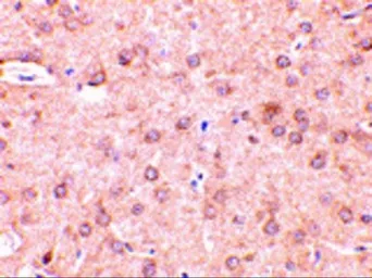 Anti-Beclin 1 antibody used in IHC (Paraffin sections) (IHC-P). GTX31722