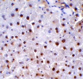 Anti-Beclin 1 antibody used in IHC (Paraffin sections) (IHC-P). GTX31722