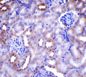 Anti-Beclin 1 antibody used in IHC (Paraffin sections) (IHC-P). GTX31722