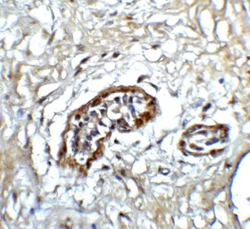 Anti-ATF6 antibody used in IHC (Paraffin sections) (IHC-P). GTX31729