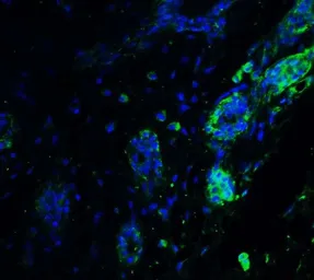 Anti-ATF6 antibody used in IHC (Paraffin sections) (IHC-P). GTX31729
