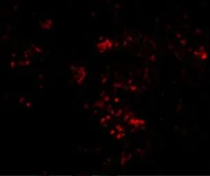 Anti-PAK2 antibody used in IHC (Paraffin sections) (IHC-P). GTX31742