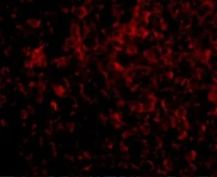 Anti-ATG5 antibody used in IHC (Paraffin sections) (IHC-P). GTX31770