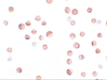 Anti-SRP1 antibody used in Immunocytochemistry/ Immunofluorescence (ICC/IF). GTX31811