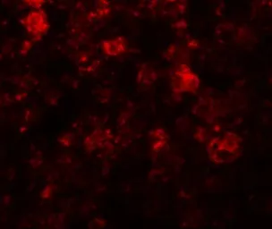 Anti-SLC39A12 antibody used in IHC (Paraffin sections) (IHC-P). GTX31818