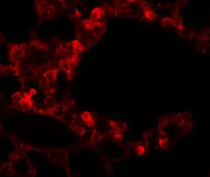 Anti-ESRP2 antibody used in IHC (Paraffin sections) (IHC-P). GTX31826