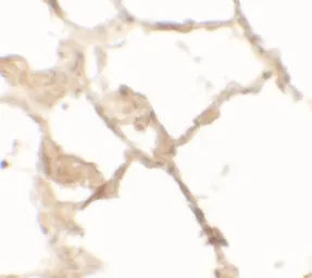 Anti-TFEB antibody used in IHC (Paraffin sections) (IHC-P). GTX31850