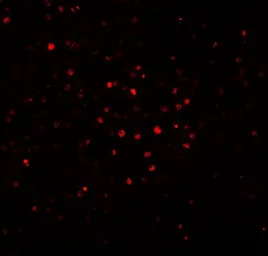 Anti-BATF antibody used in IHC (Paraffin sections) (IHC-P). GTX31865