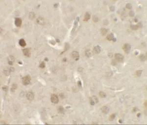 Anti-NELF antibody used in IHC (Paraffin sections) (IHC-P). GTX31872