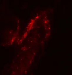 Anti-FOXA2 antibody used in IHC (Paraffin sections) (IHC-P). GTX31875
