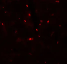 Anti-SLC27A6 antibody used in IHC (Paraffin sections) (IHC-P). GTX31878