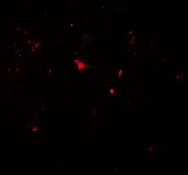 Anti-Parkin antibody used in IHC (Paraffin sections) (IHC-P). GTX31927