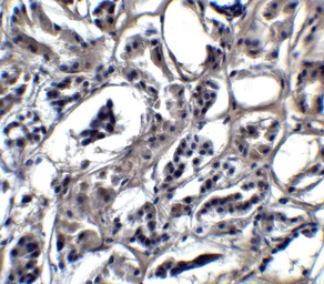 Anti-BATF3 antibody used in IHC (Paraffin sections) (IHC-P). GTX31933